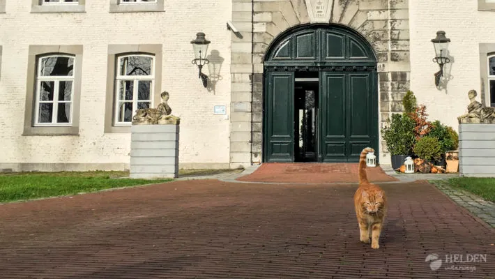 Voaske - der Schmusekater vom Schloss Vaeshartelt
