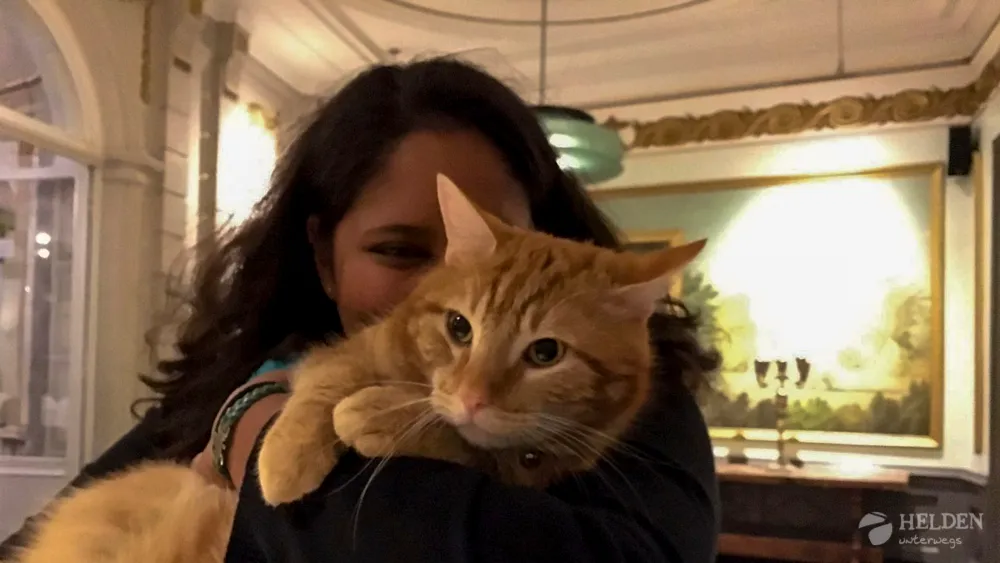 Voaske - der Schmusekater vom Schloss Vaeshartelt