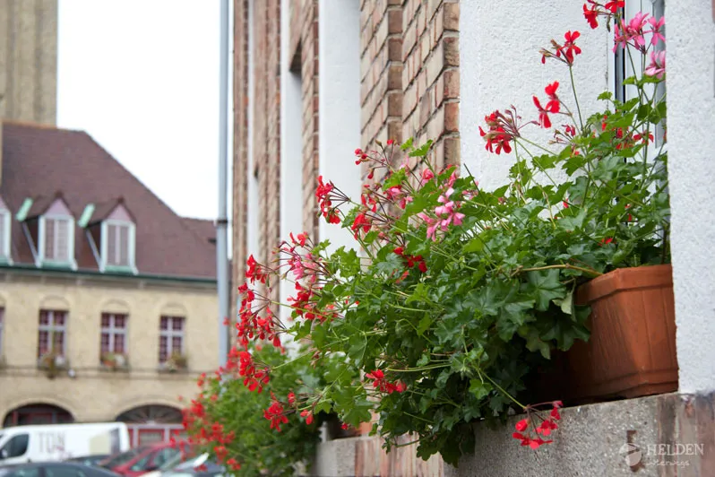 typisches Bild, überall Blumen :) IMG_9354_frankreich
