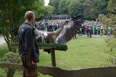 Titel Bild zu Preview Adler & Wolfspark Pelm