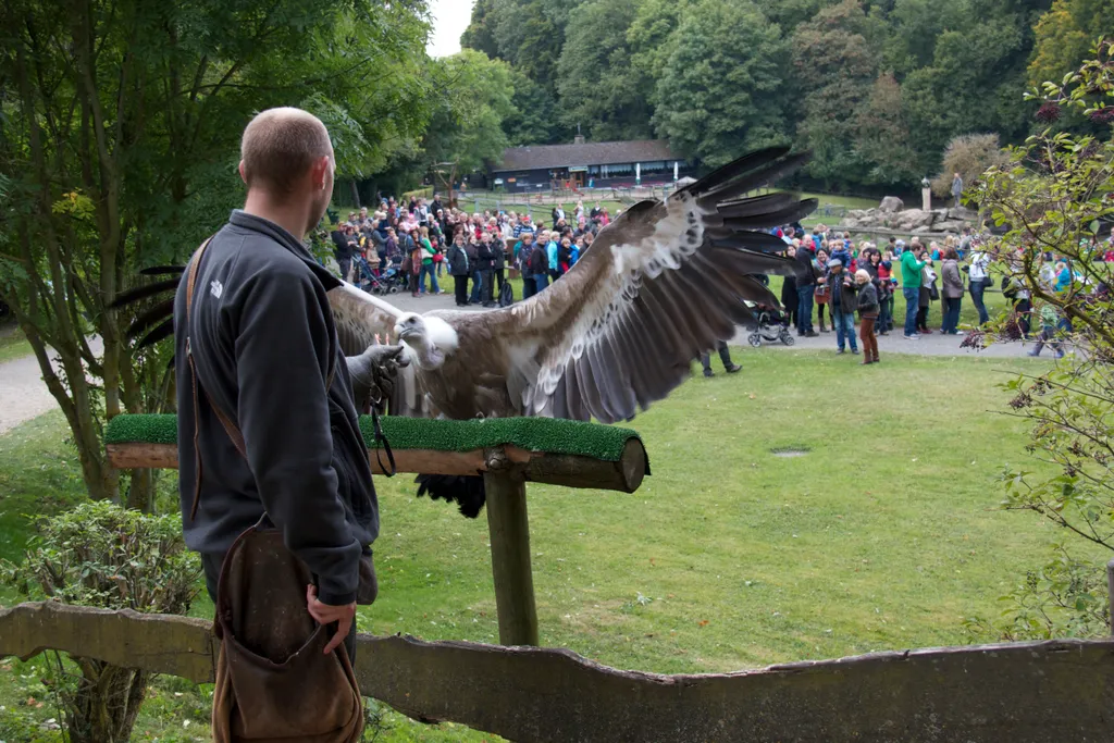 Preview Adler & Wolfspark Pelm