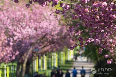Titel Bild zu Kirschblütenzeit und ein Versprechen