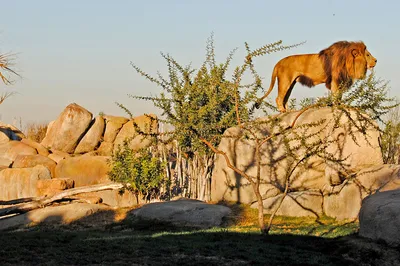 Titel Bild zu Afrikas kleiner Bruder, der Bioparc Valencia